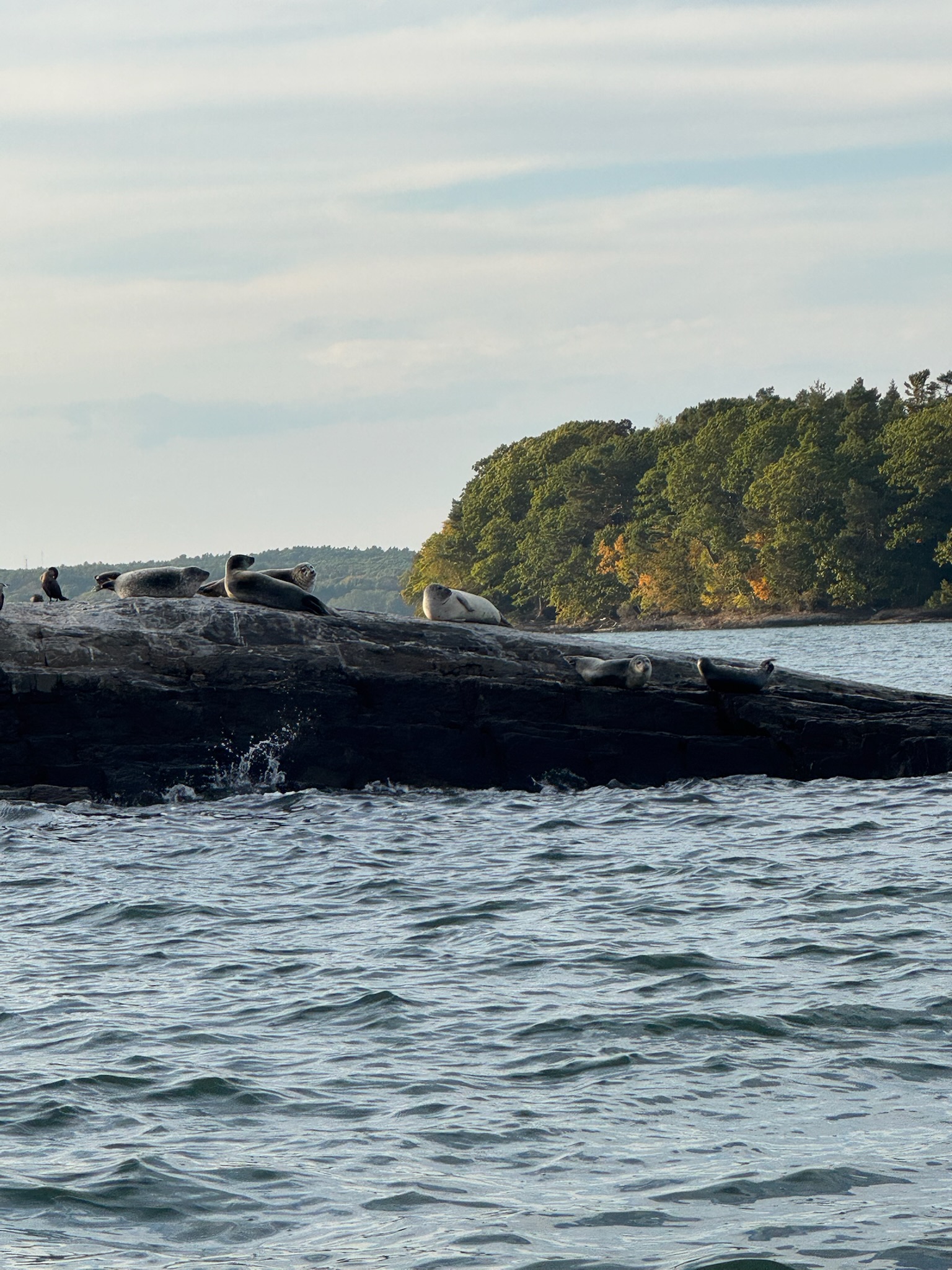Seals resting on rocks in Casco Bay